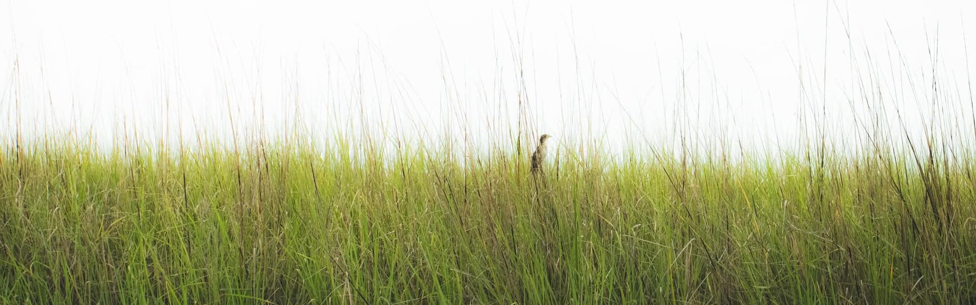 A bird is standing in tall, green grass against a light background.